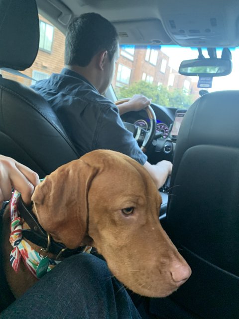 Backseat Companion