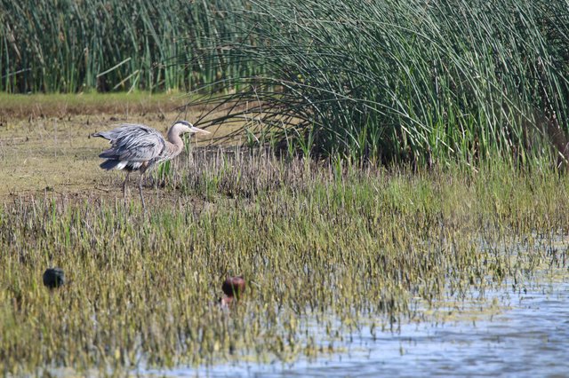 Great Blue Heron Wading in Wetland Marsh