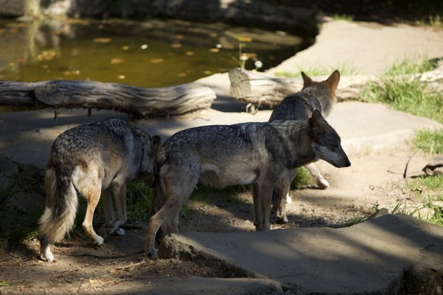 Treasure of the San Francisco Zoo: Pack of Wolves