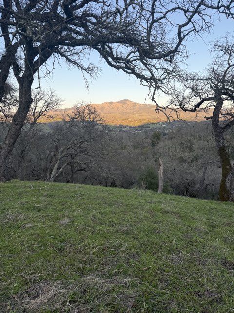 Whispering Oaks of Las Trampas