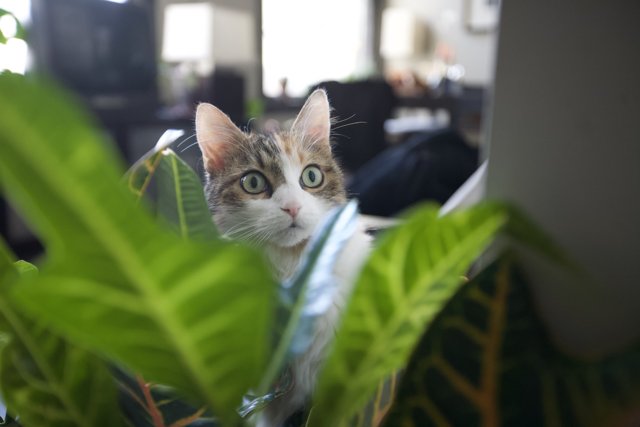 Curious Cat in the Greenery