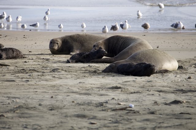 Elephant Seal Family Resting on Drakes Beach