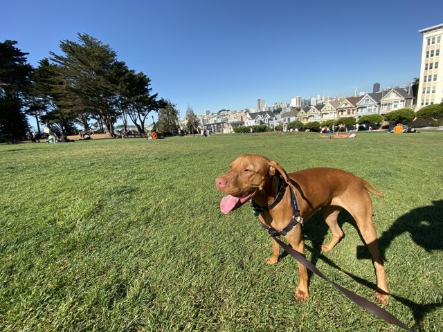 A Vizsla taking a Stroll in the Park