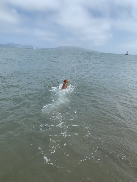 Doggy Paddle in the Golden Gate