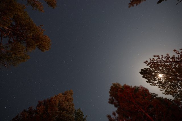 Moonlit Pines Under a Star-Filled Sky