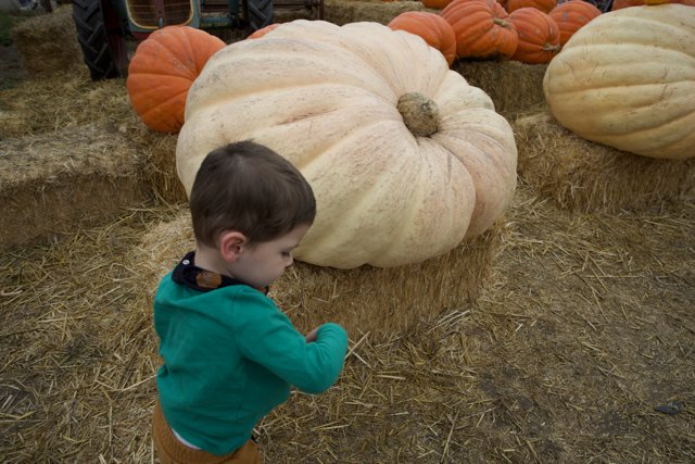 Pumpkin Adventures