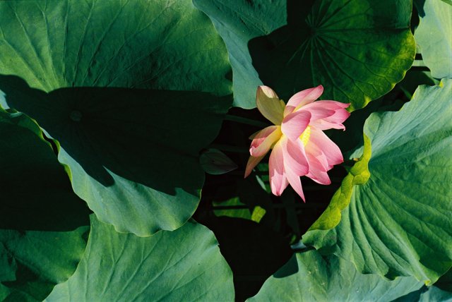 Pink Lotus in Full Bloom