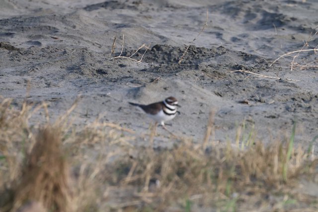 Killdeer Foraging on Mudflat at Drakes Beach