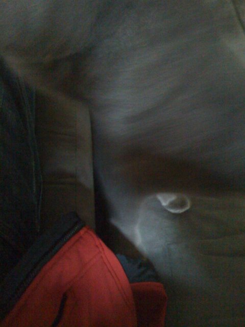 Blurry Dog on Velvet Couch