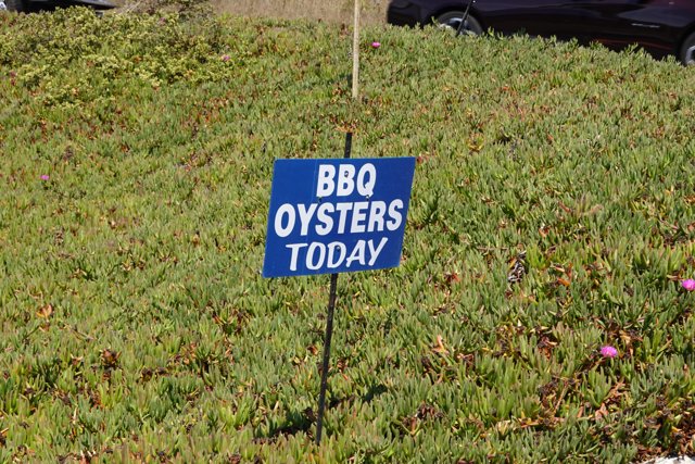 BBQ Oysters Today