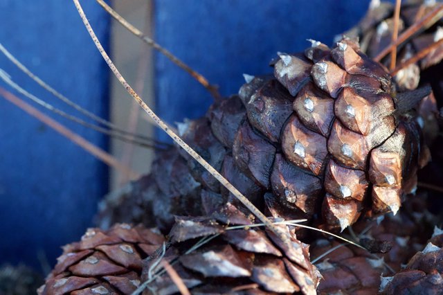 Pine Cones Against Blue Sky at Yosemite