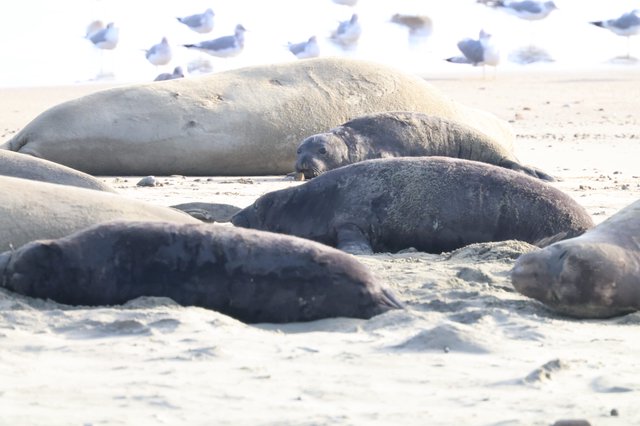 Elephant Seals Resting on Drakes Beach Shore