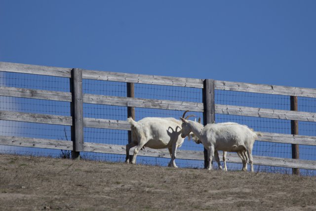 Fenced Friends in Carmel Valley