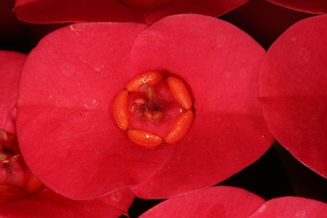 Red Begonia Flower in Full Bloom