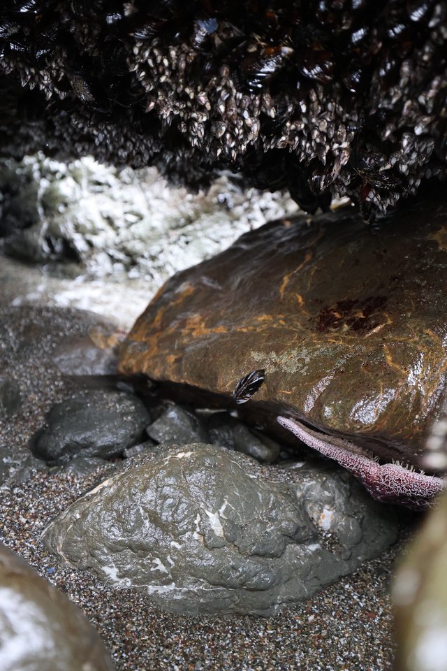 Sculpin Hiding Among Rocks in Intertidal Zone