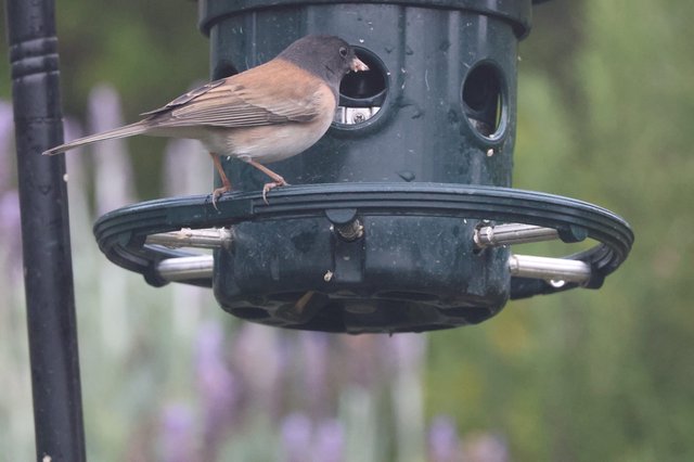 Dark-Eyed Junco Feeding at Green Bird Feeder