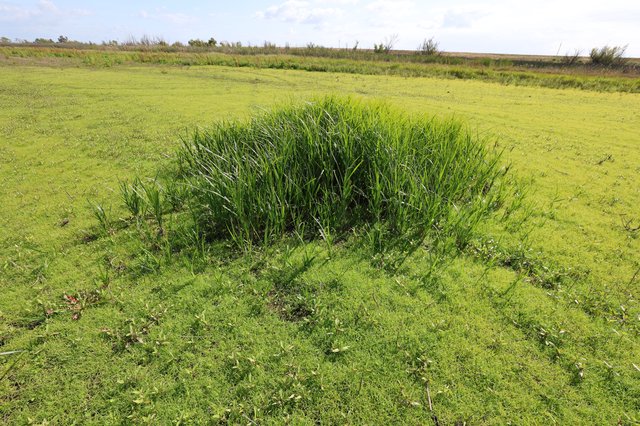 Dense Grass Clump in Green Wetland Field