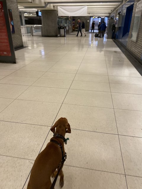Furry Traveler in a Busy Terminal
