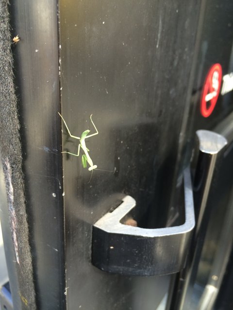 Praying Mantis on the Door