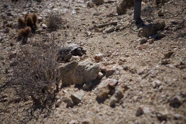 Desert Tortoise Scavenging