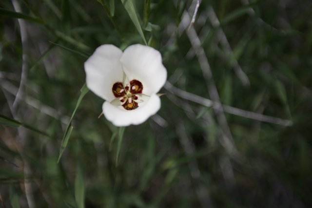 White Flower with a Vibrant Red Center