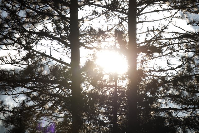 Sunburst Through Silhouetted Pine Trees at Dawn
