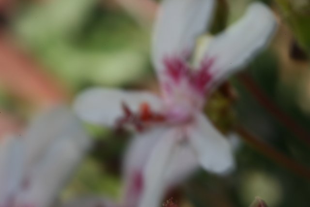 A Blurry Geranium in Full Bloom