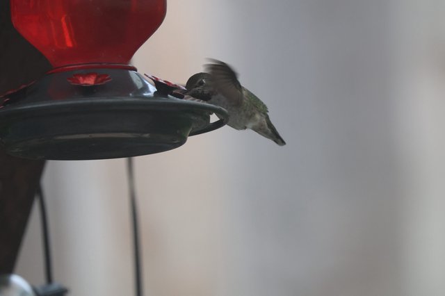 Anna's Hummingbird Feeding at Twilight Feeder