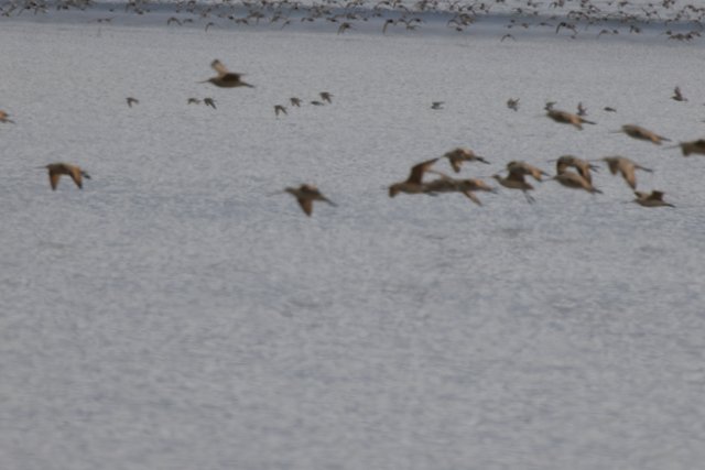 Avian Symphony in Flight