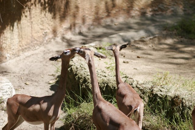 Gazelles in the Field
