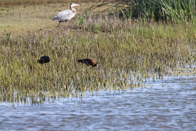 Heron and Rails Foraging in Wetland Marsh