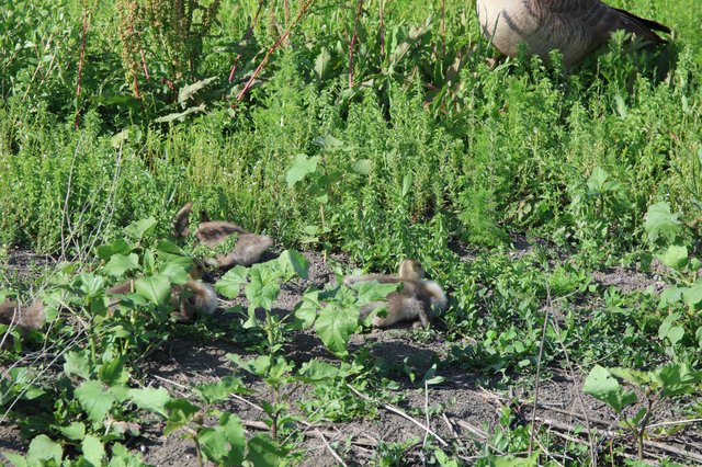 Canada Goose Family Foraging in Wetland Meadow