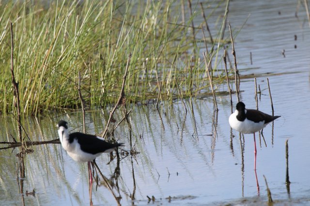 Black-necked Stilts Wading in Wetland Marsh
