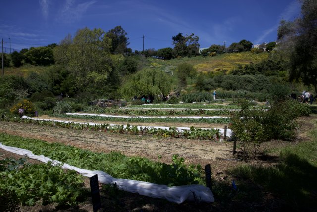 Earth Day 2024: Alemany Farm in Bloom