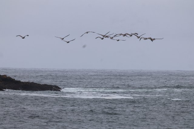Pelican Squadron Soars Over Stormy Pacific Coastline
