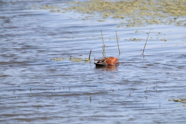 Cinnamon Teal Duck Foraging in Shallow Wetland Waters