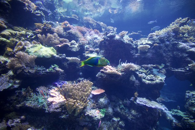 Vibrant Coral Reef Ecosystem with Tropical Fish