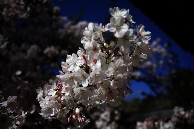 Cherry Blossoms in Kyoto-Inspired Garden