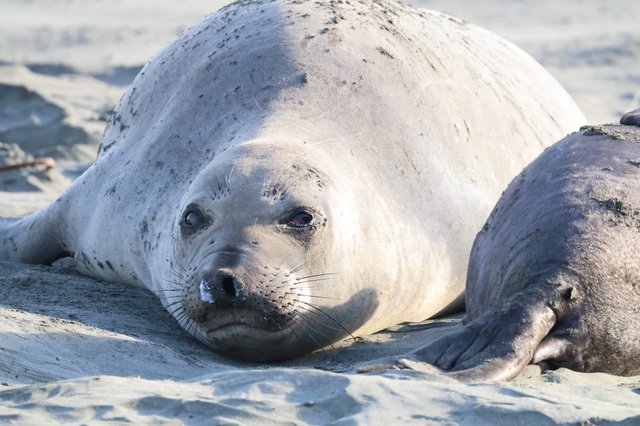 Young Elephant Seal Pup Resting on Drakes Beach