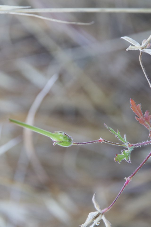 Delicate Filaree Seedpod Emerging in Dry Grassland