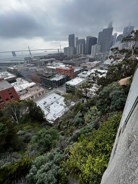 San Francisco's Urban Jungle