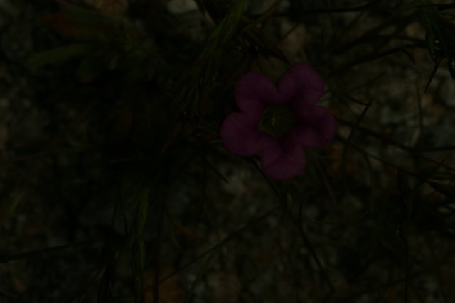 Twilight Bloom