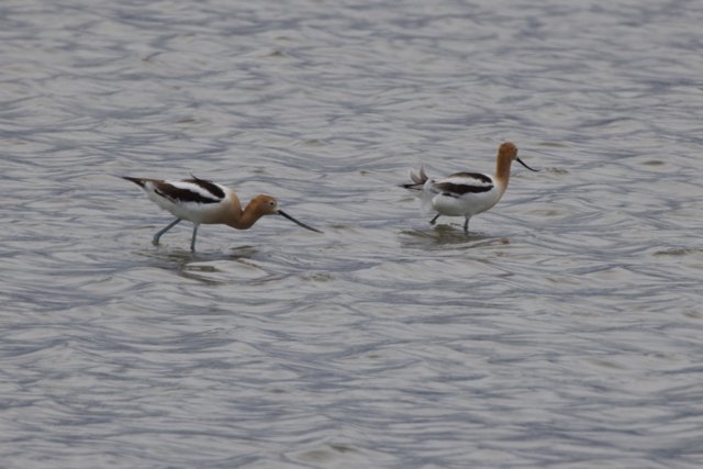 Tranquil Waders of San Pablo Bay