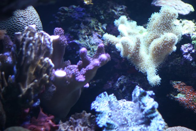 A Diverse Coral Reef