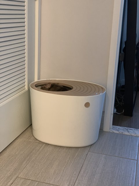 Feline Throne for a Modern Home
