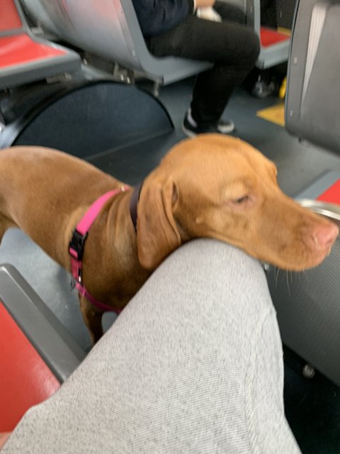 Sleeping Vizsla on Bus Seat