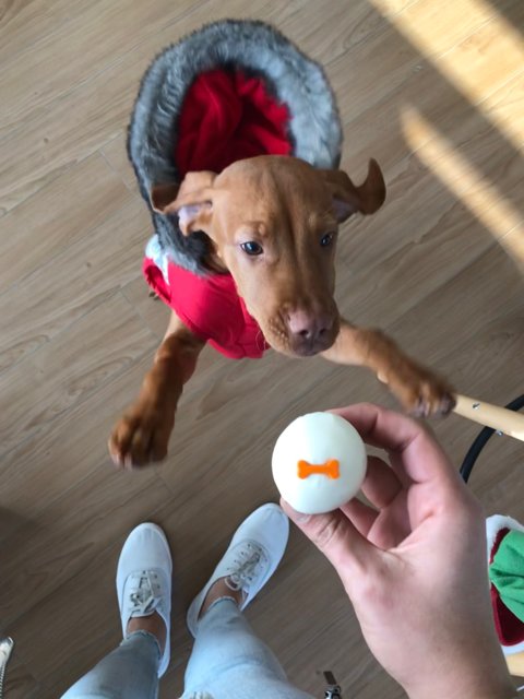 Eggcellent Adventure with Doggo in Red Coat