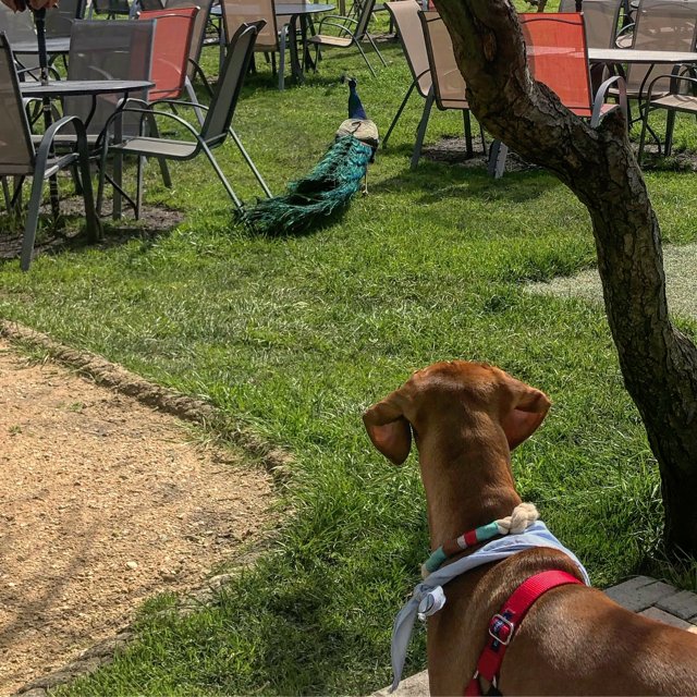 Curious Vizsla Observes Peacock in the Park