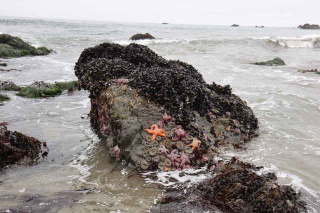 Vibrant Tide Pool Community at Schoolhouse Beach