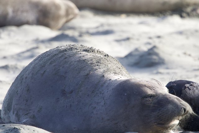 Elephant Seal Pup Resting on Drakes Beach